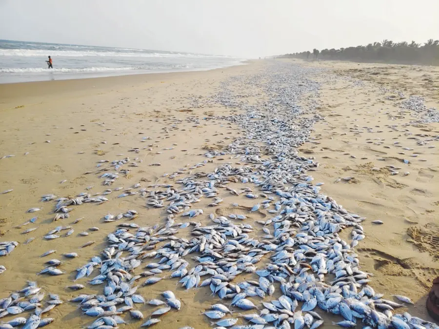 fishes