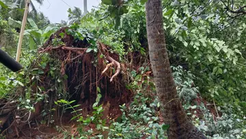 వందేళ్ల వృక్షం నేలమట్టం image 1