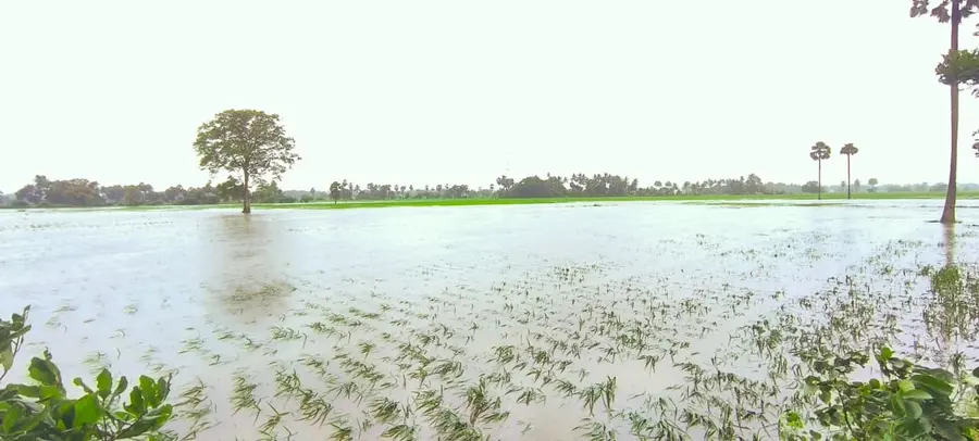 అటకెక్కిన ‘ఏలేరు’ ఆధునీకరణ
- హామీలను మరచిన టిడిపి కూటమి సర్కారు
- ఏటా వరదలకు నష్టపోతున్న రైతాంగం image 1