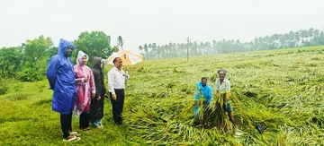 15,550 ఎకరాల్లో వరి పంట ముంపు image 1