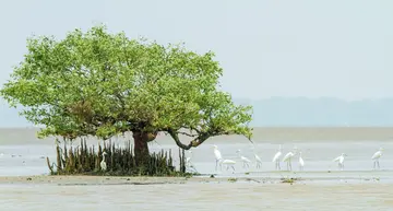 Coringa_Wildlife_Sanctuary_1.jpg