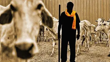 Cow vigilantes