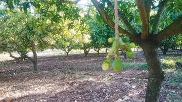 mango