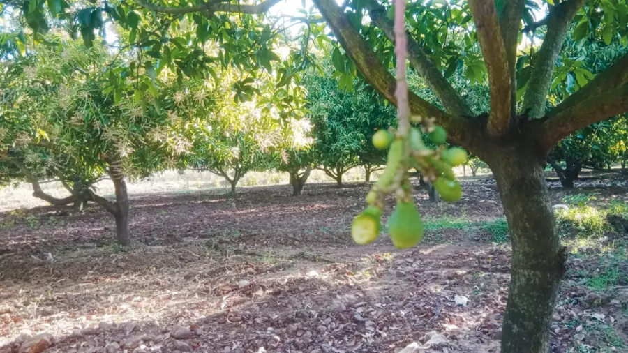 mango