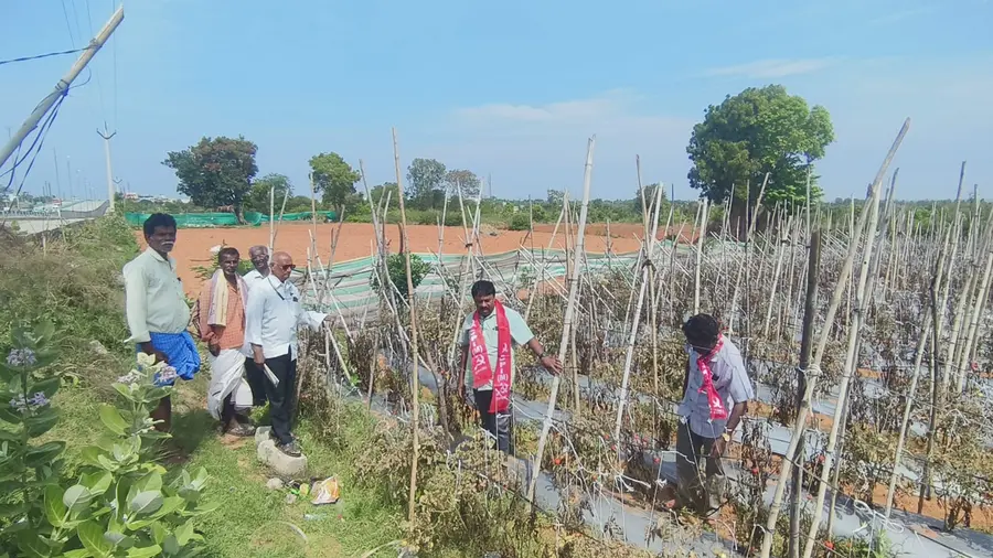 చిత్తూరు, నెల్లూరును కరువు జిల్లాలుగా ప్రకటించాలి
- పంటలను పరిశీలించిన సిపిఎం కరువు బృందం image 1