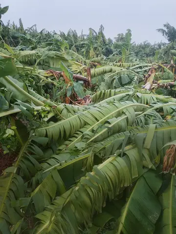 ఈదురు గాలులకు.. నేలకొరిగిన అరటి తోటలు image 1