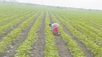 cotton