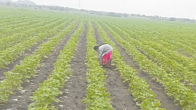 cotton