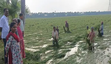 Inspection of paddy crops damaged by the cyclone