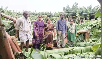 Banana and Papaya Crops Toppled by Unseasonal Rains