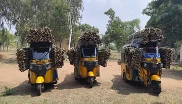 Bamboo-bodied autos seized
