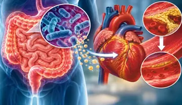 Gut bacteria that benefit the heart