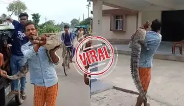 Young farmer walks to police station carrying a crocodile on his shoulder.