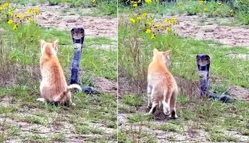 So what if it's a King Cobra? Not backing down! — Super Cat!