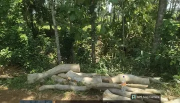 Felling of Maddi trees without permission