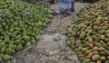 Totapuri mango farmers