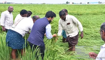 Collector inspects waterlogged agricultural fields