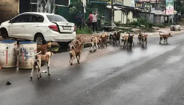 Dogs roaming the streets in packs.