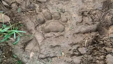 Tiger spotted again in East Godavari