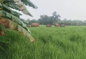 elephant.jpg