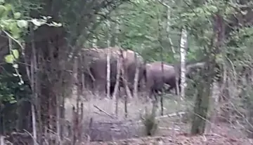 Herd of 22 elephants creates a stir in Talakona forest.