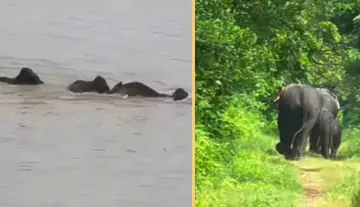Heavy rains in UP – Elephants swept away by floods
