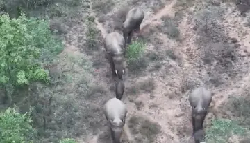 Herd of elephants creates a stir in Chandragiri.