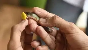 fish