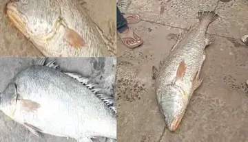 Fishermen hit the jackpot the very first time after the fishing ban ended!