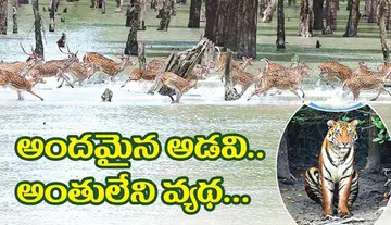 అందమైన అడవి.. అంతులేని వ్యథ…