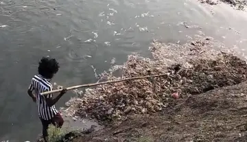 Poultry waste used as feed for fish in fish ponds.