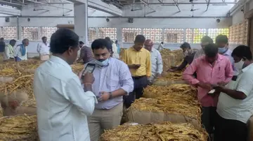 tobacco