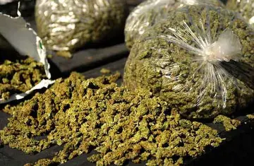 ganja