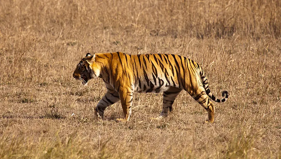 tiger