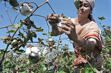 kharif
