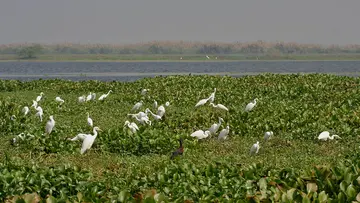 kolleru