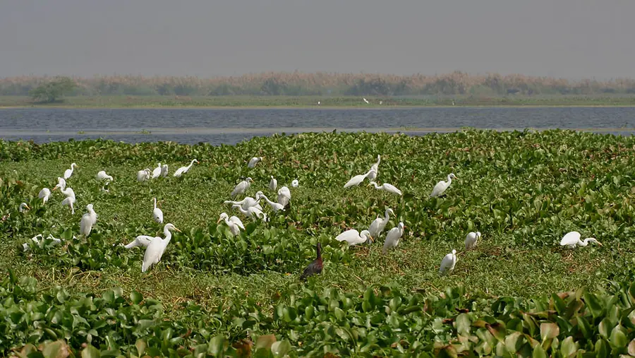 kolleru