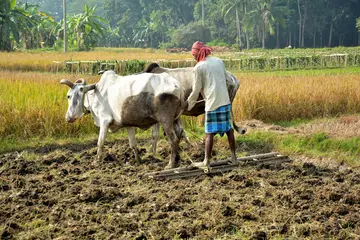 adhaar