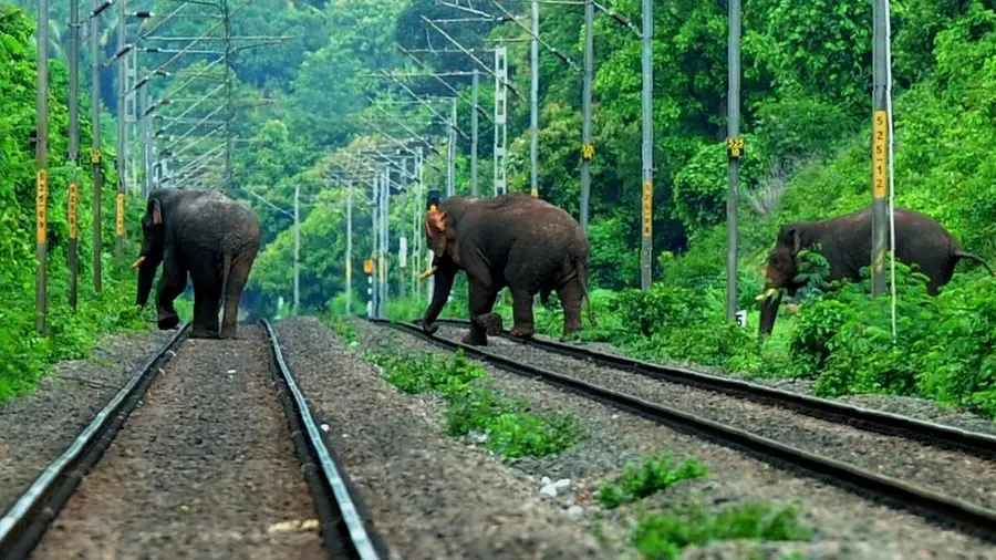 elephant