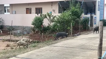 pigs