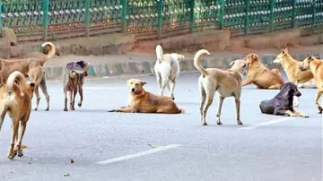 dogs