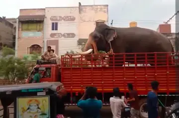 elephants