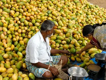 mango