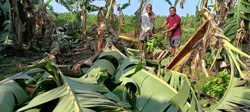 banana