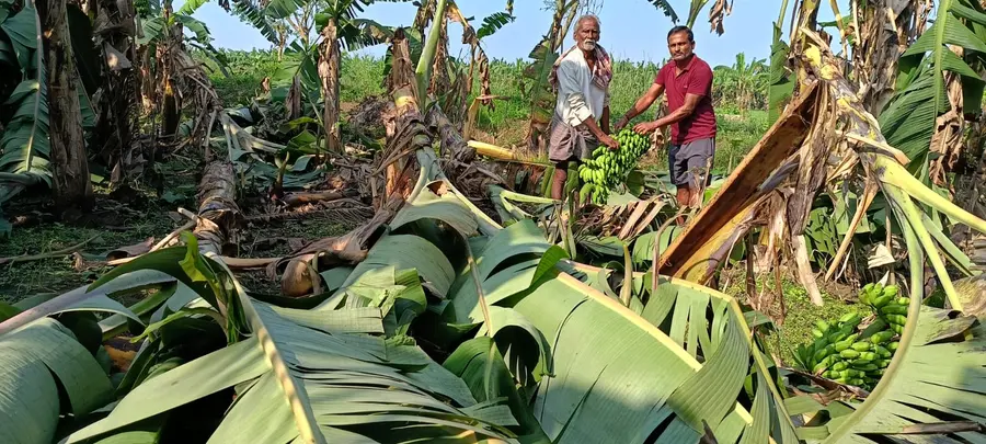 banana
