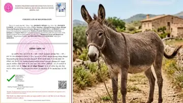 donkey