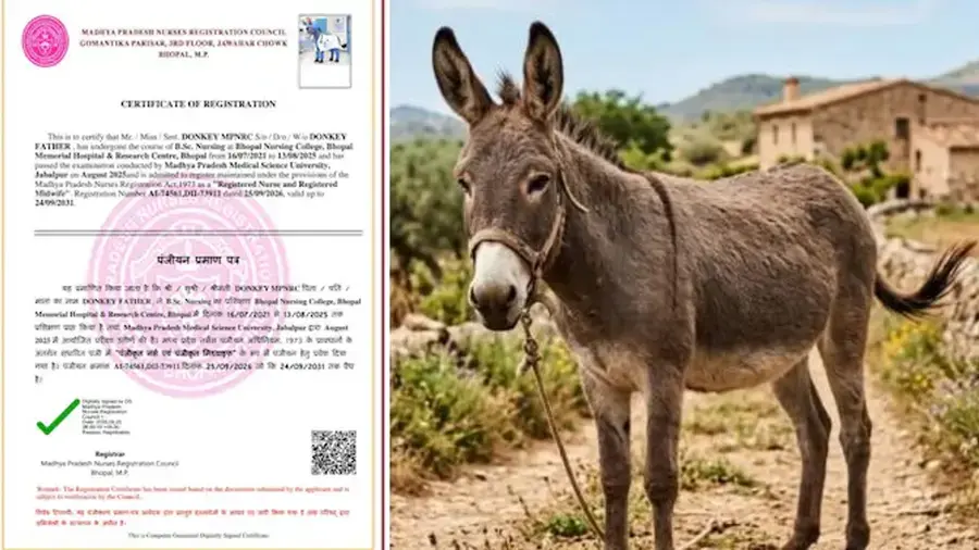 donkey