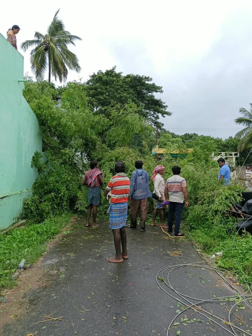 విజయనగరం జిల్లాలోని సంతకవిటి మండలం కావలిలోని నెలకోరిగిన భారీ చెట్లు.jpeg