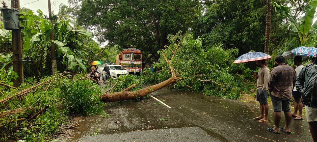 కోనసీమ జిల్లాలో వాడపాలెం పెద్దపేట వద్ద నెలకొరిగిన భారీ వృక్షం....jpeg
