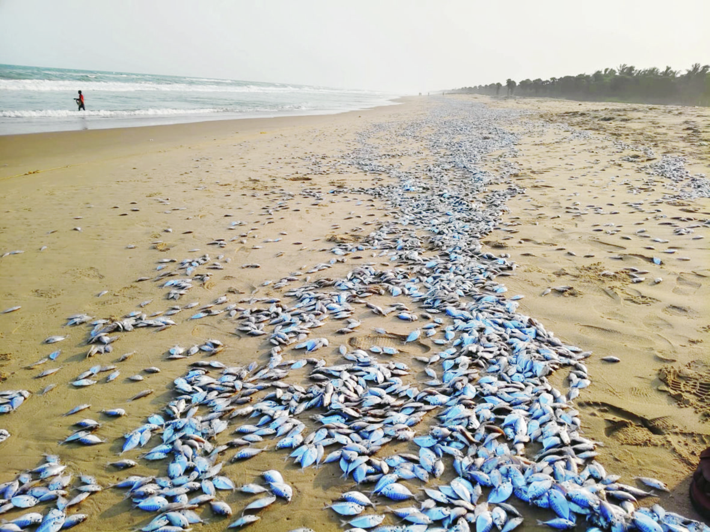 fishes